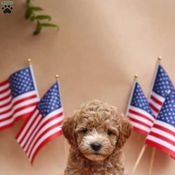 Milo, Mini Labradoodle Puppy
